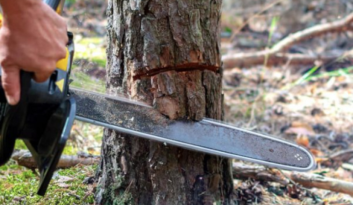 Fotka - Výrub stromov na cintoríne v Limbachu od 08.12.2025